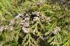 Chamaecyparis lawsoniana